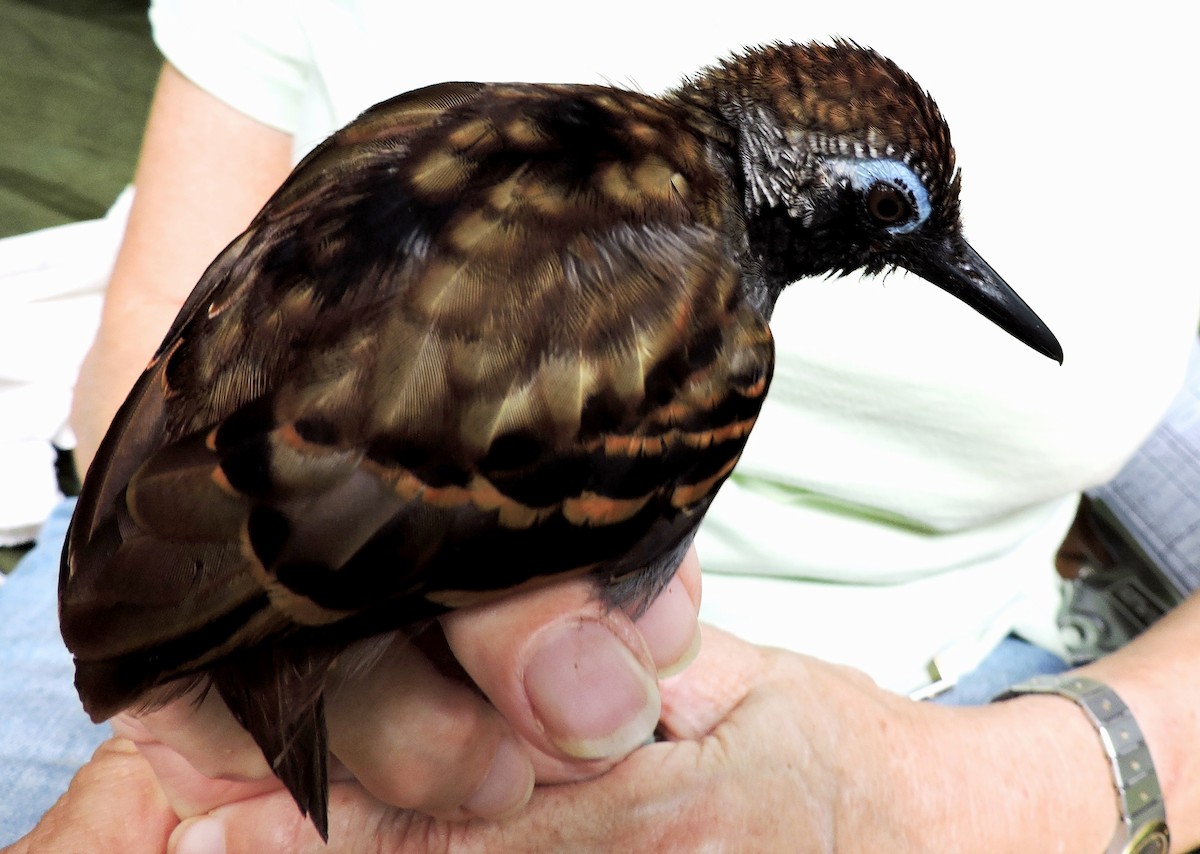 Wing-banded Antbird - Georges Duriaux