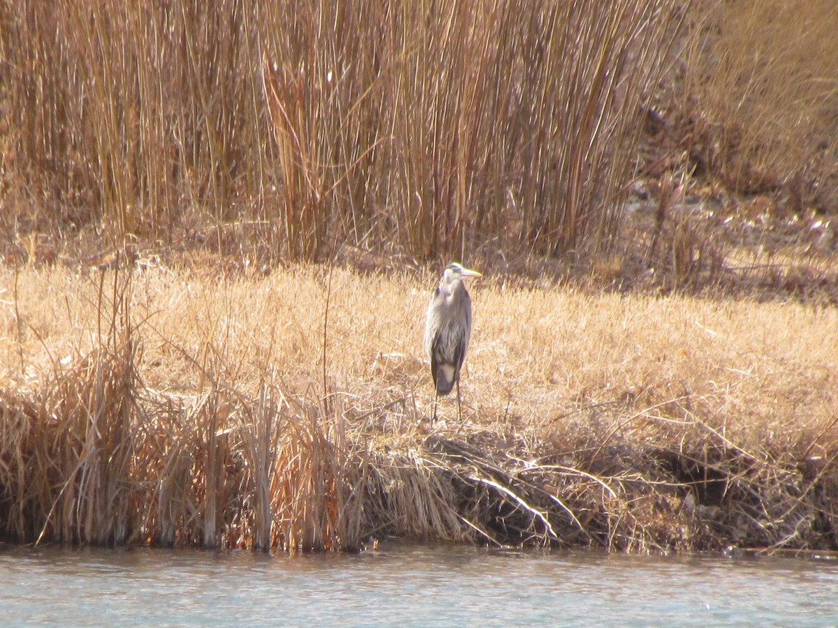 Great Blue Heron - ML315640981