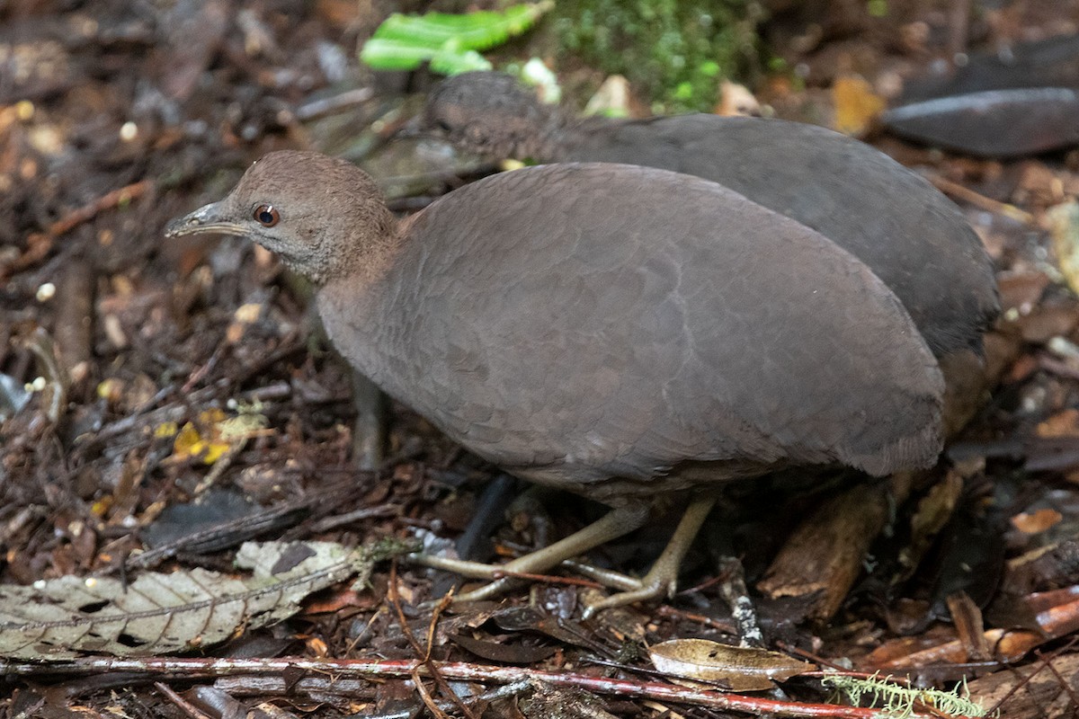 Tinamou cendré - ML315641991