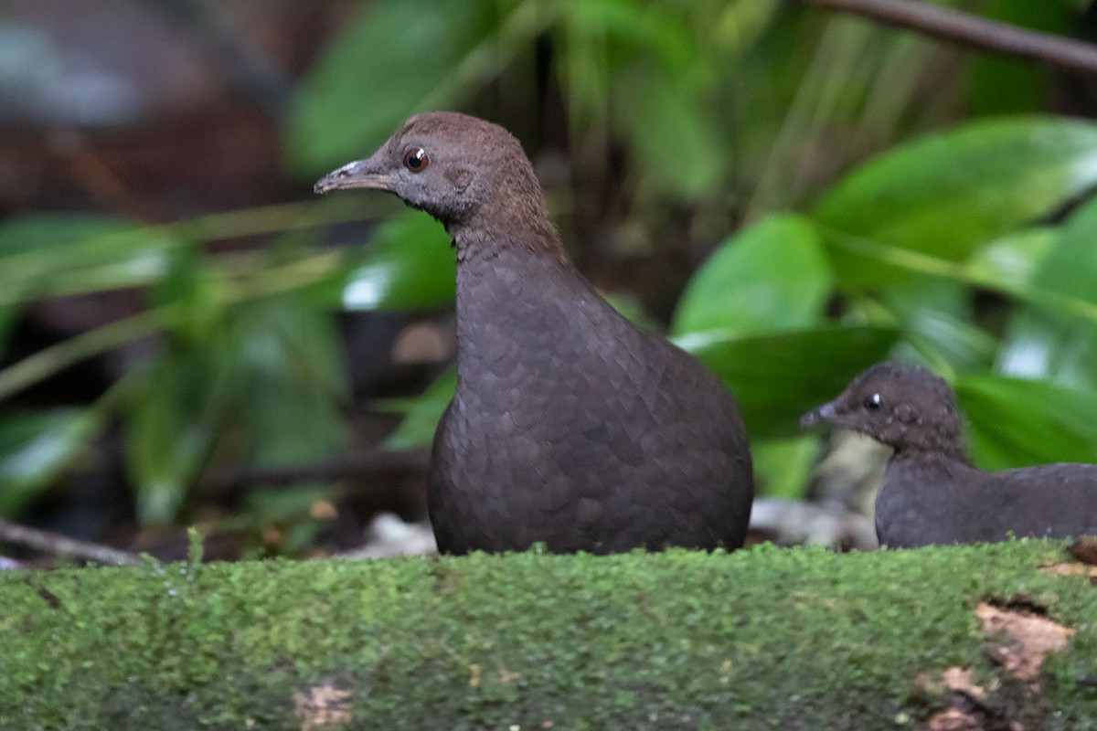 Cinereous Tinamou - ML315642021