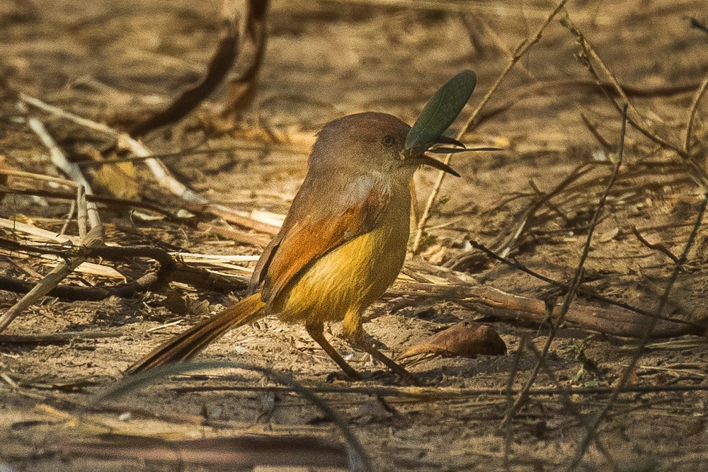 Red-winged Prinia - ML315642091