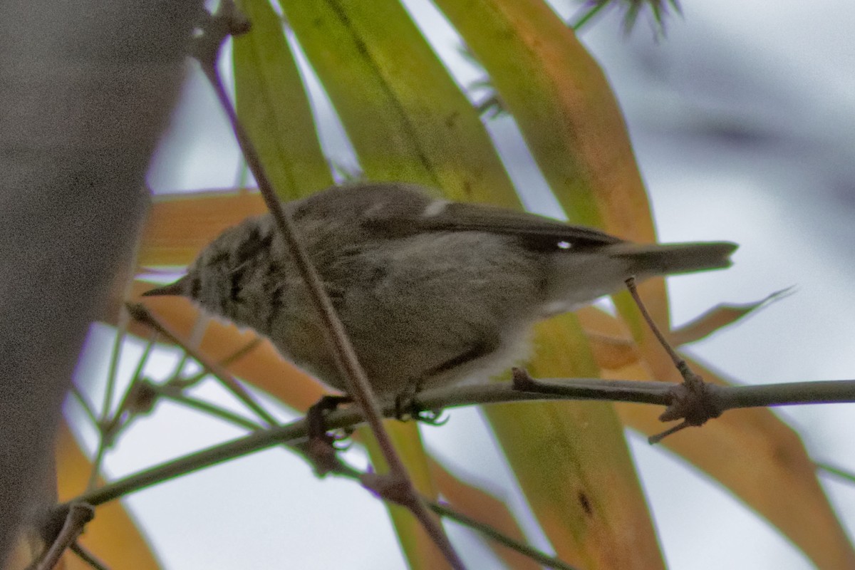 Hume's Warbler - ML315642201