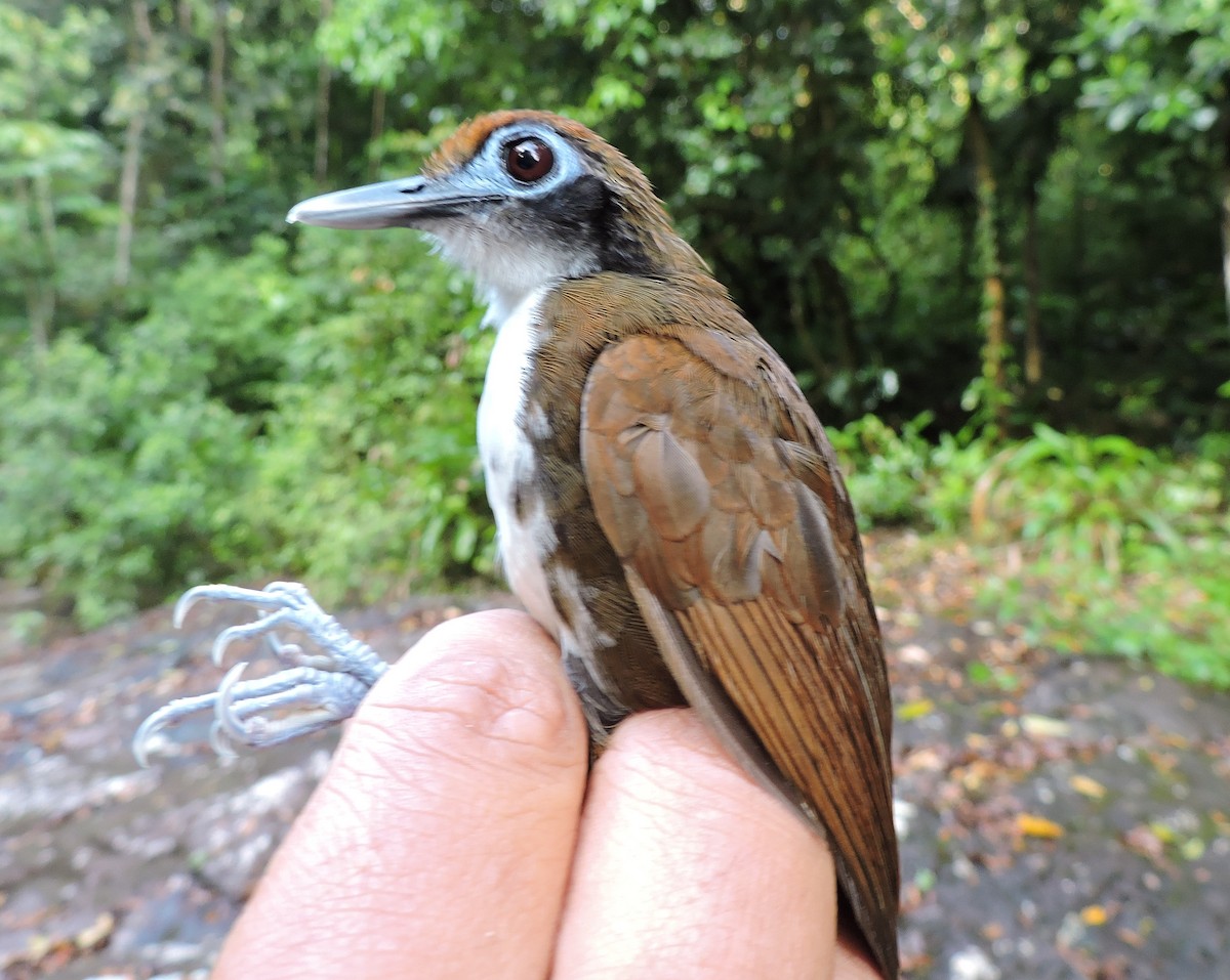 Weißkehl-Ameisenvogel - ML31564341