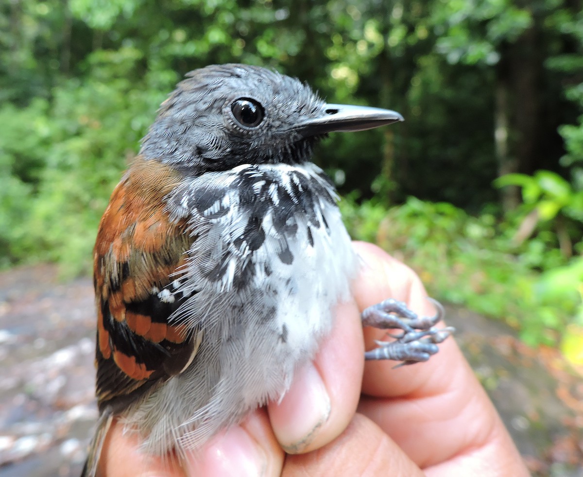 Spotted Antbird - Georges Duriaux