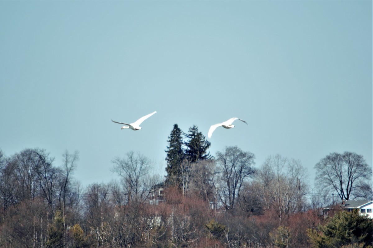 Cygne tuberculé - ML315644061