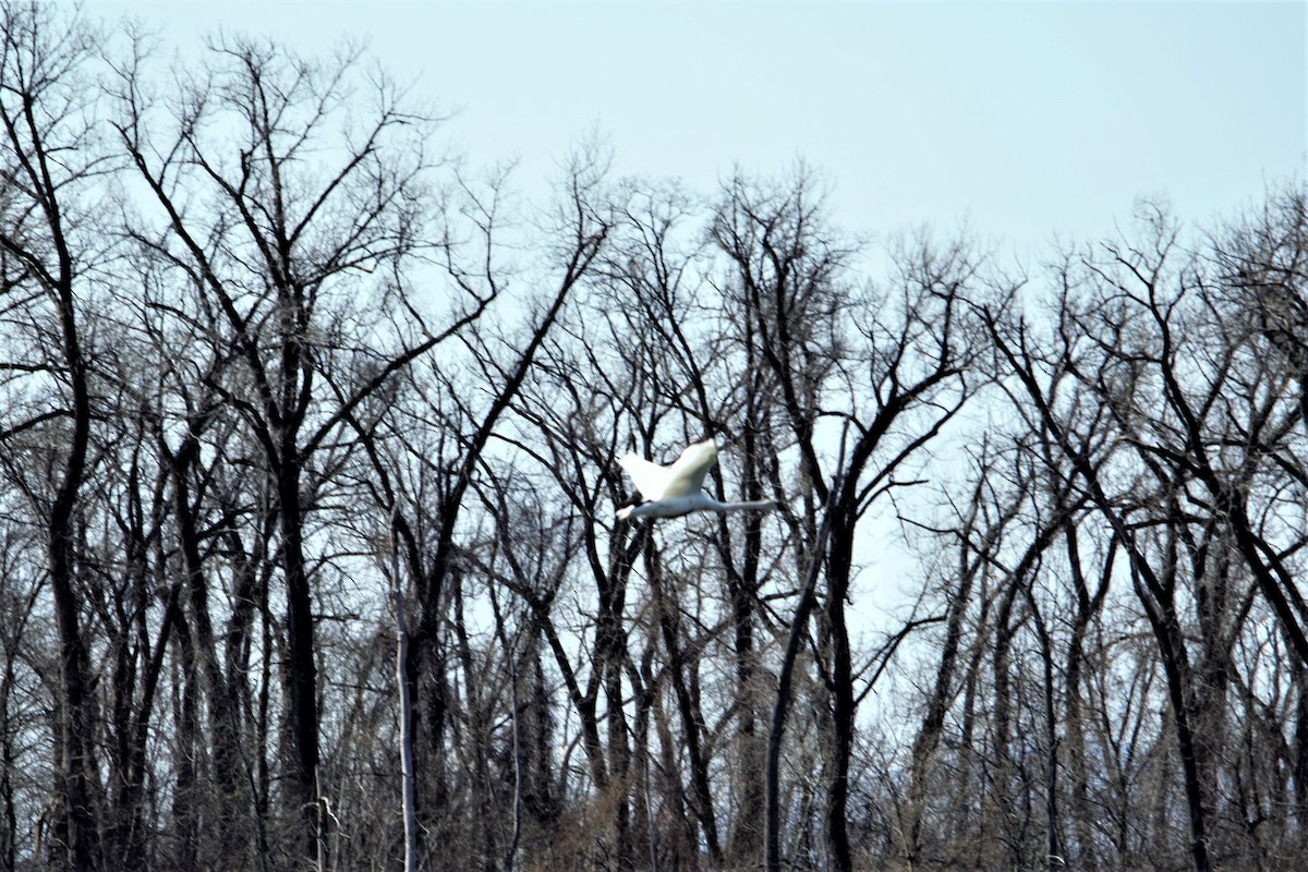 Mute Swan - ML315644071