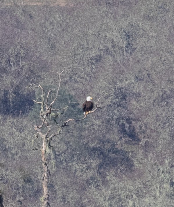 Bald Eagle - ML315644251