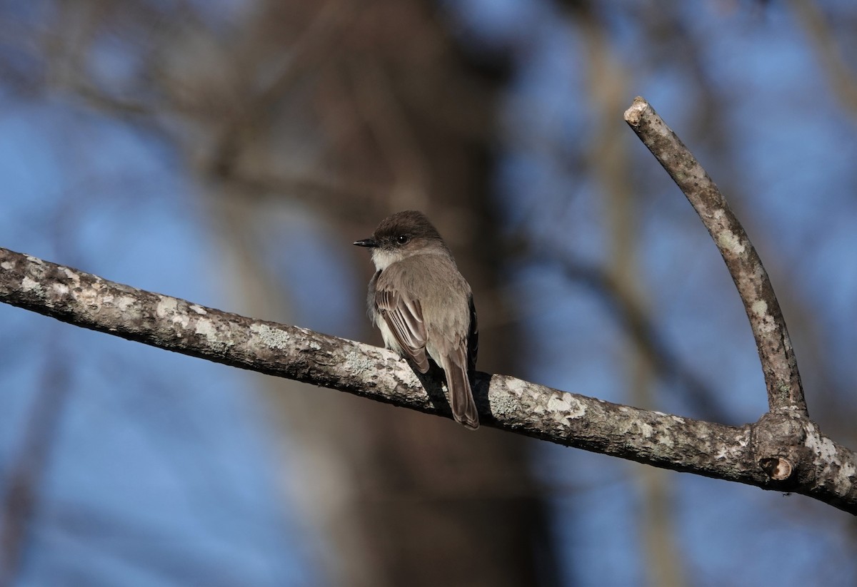 Eastern Phoebe - ML315644341