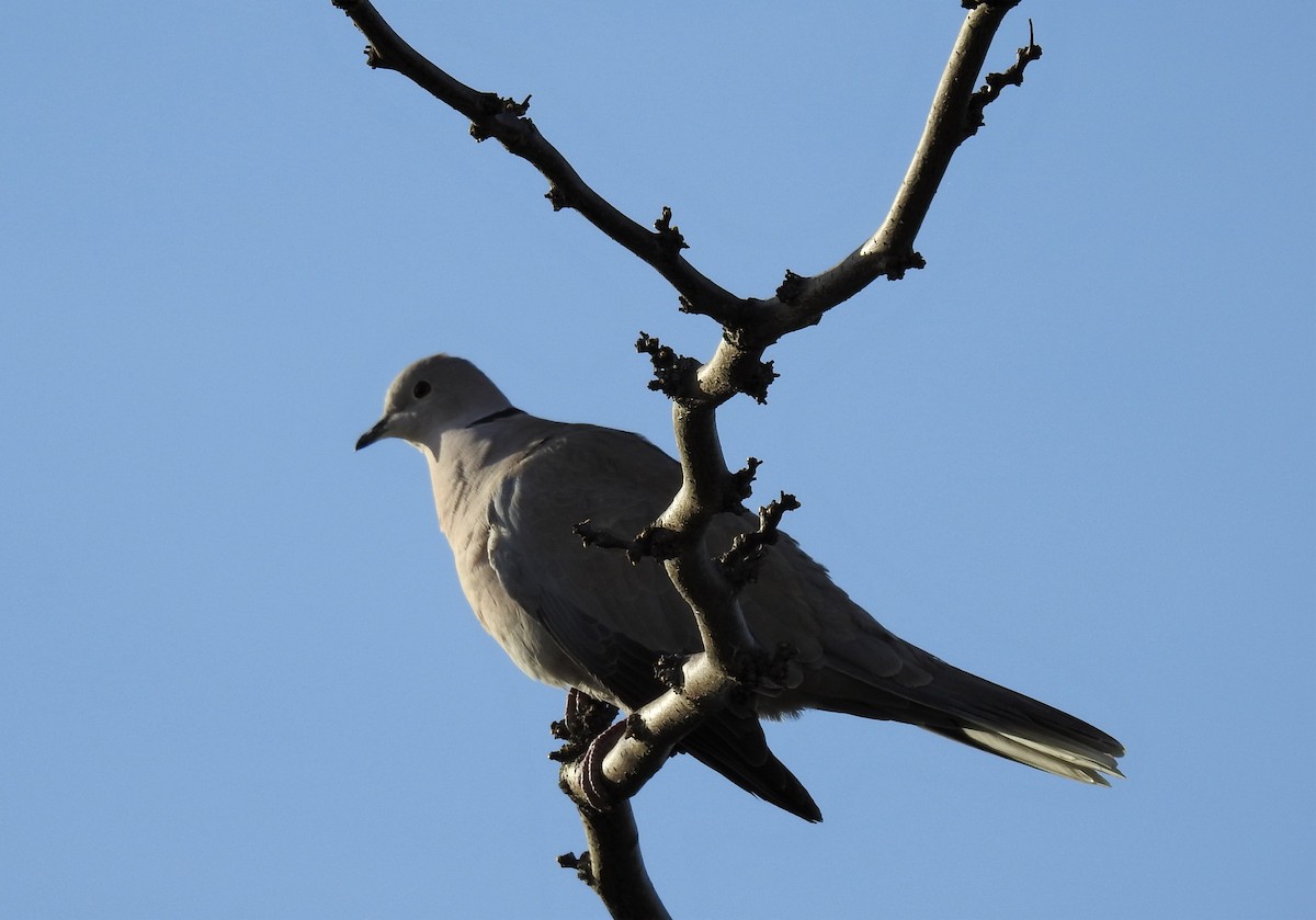 Eurasian Collared-Dove - Cesar Clemente