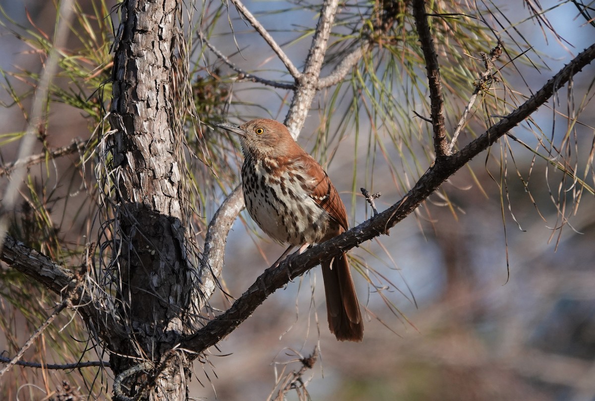 Brown Thrasher - Mark Goodwin