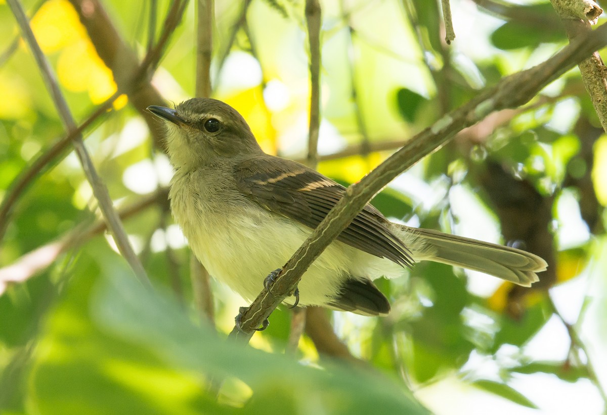 Fuscous Flycatcher - ML315644611