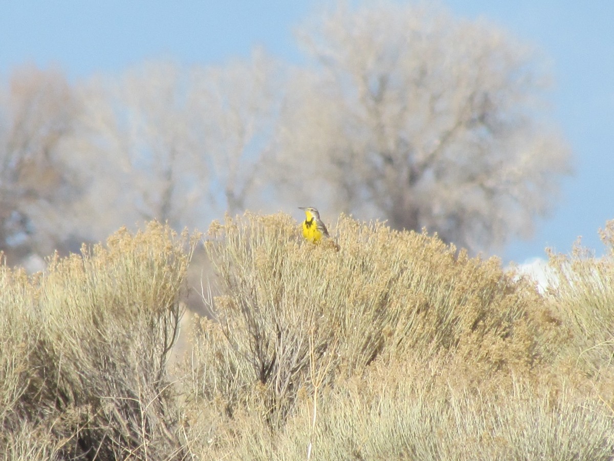 Western Meadowlark - ML315644741