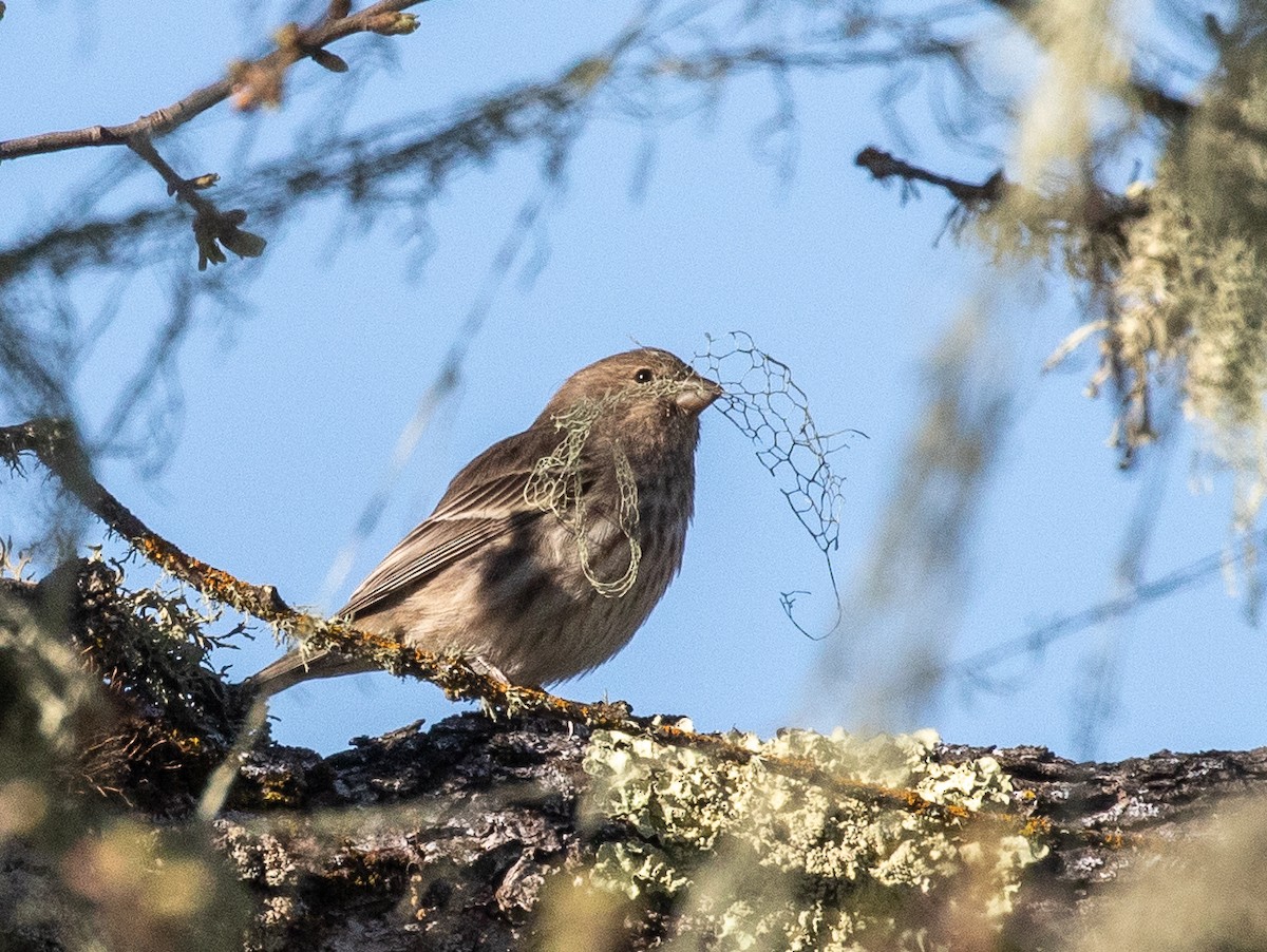 House Finch - ML315645721