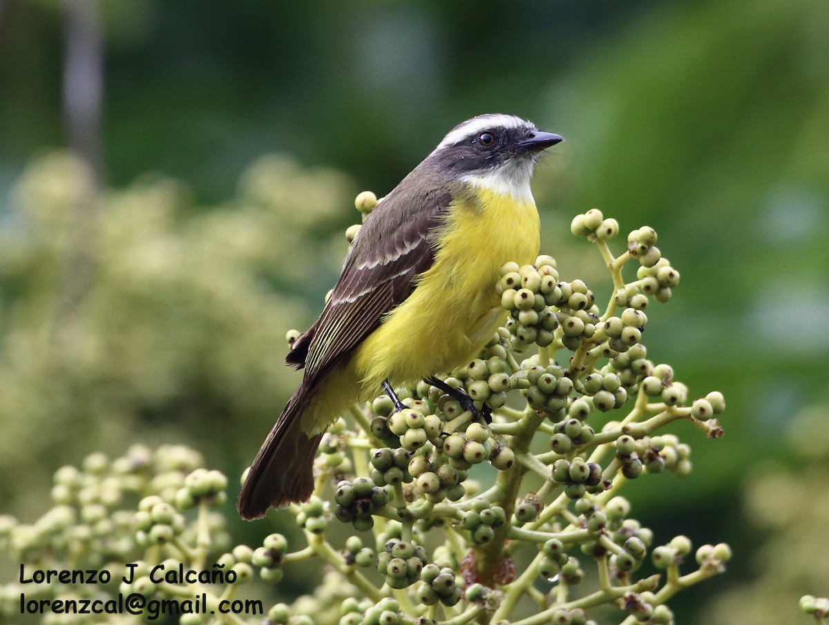 Rusty-margined Flycatcher - ML315646061