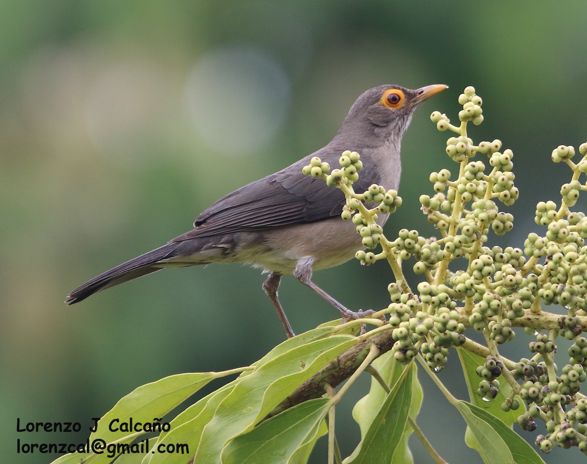 Spectacled Thrush - ML315646101