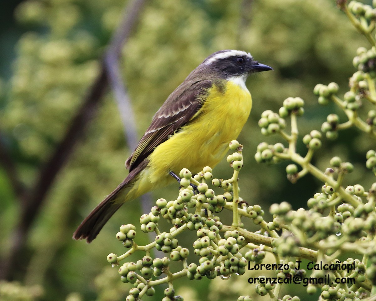 Rusty-margined Flycatcher - ML315646111