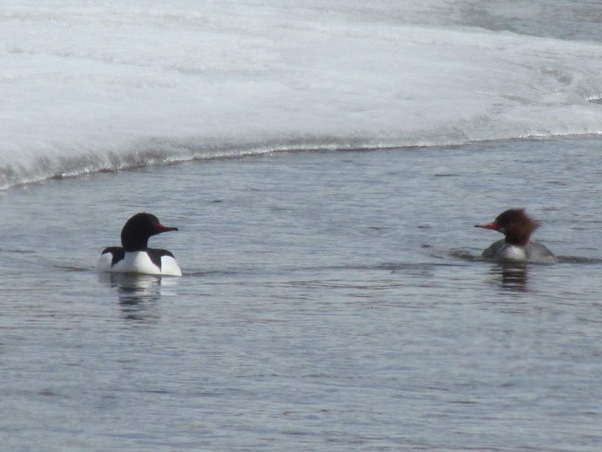 Common Merganser - Tanja Britton