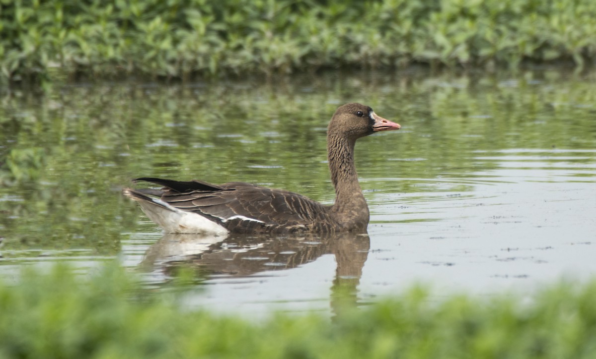Greater White-fronted Goose - Parmil Kumar