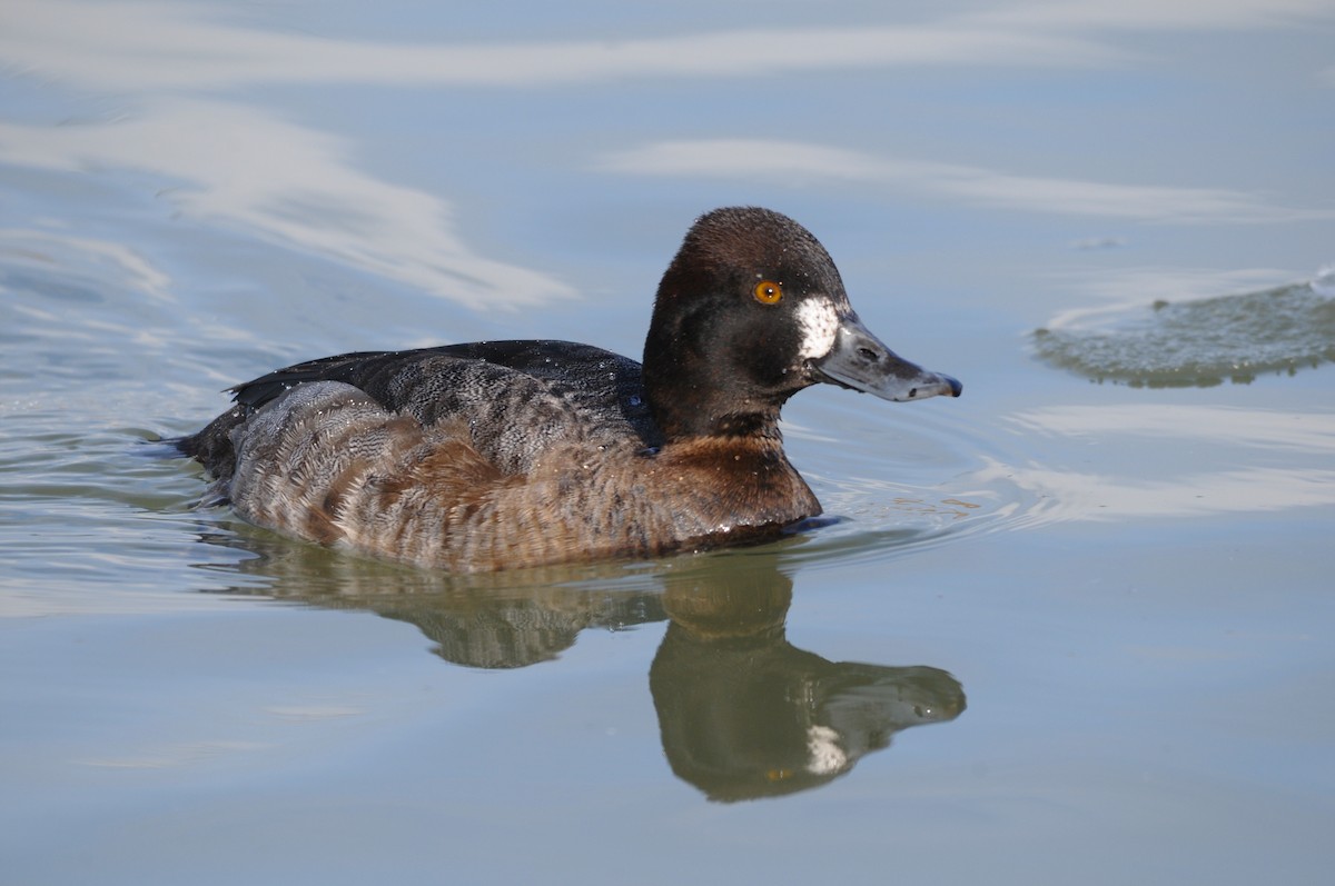 Lesser Scaup - ML315648611