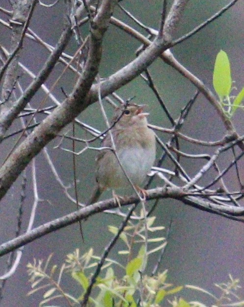 Bachman's Sparrow - ML315648941