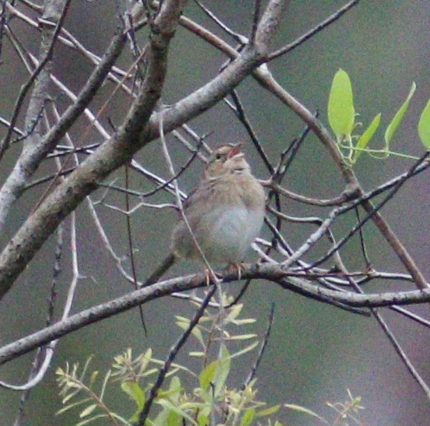Bachman's Sparrow - ML315648951