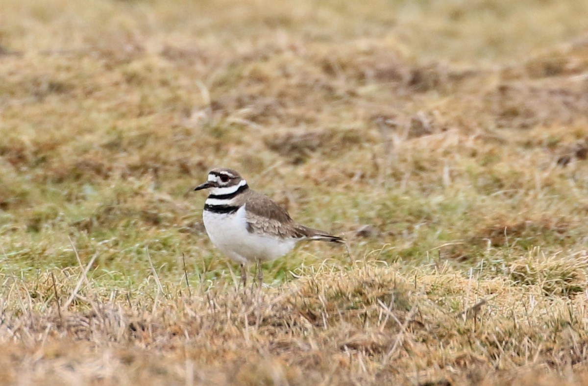 Killdeer - Robert Dixon