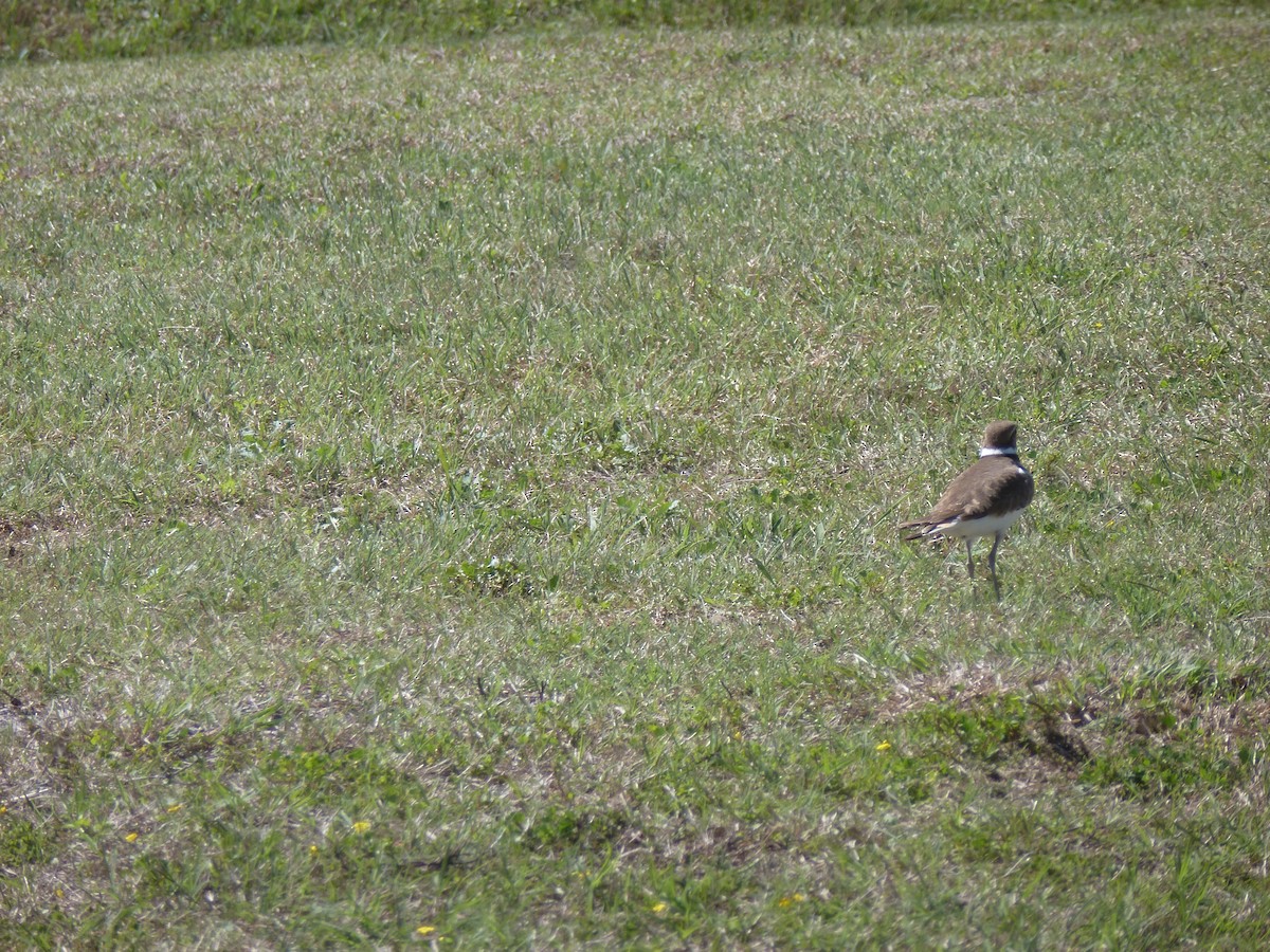 Killdeer - ML315650231