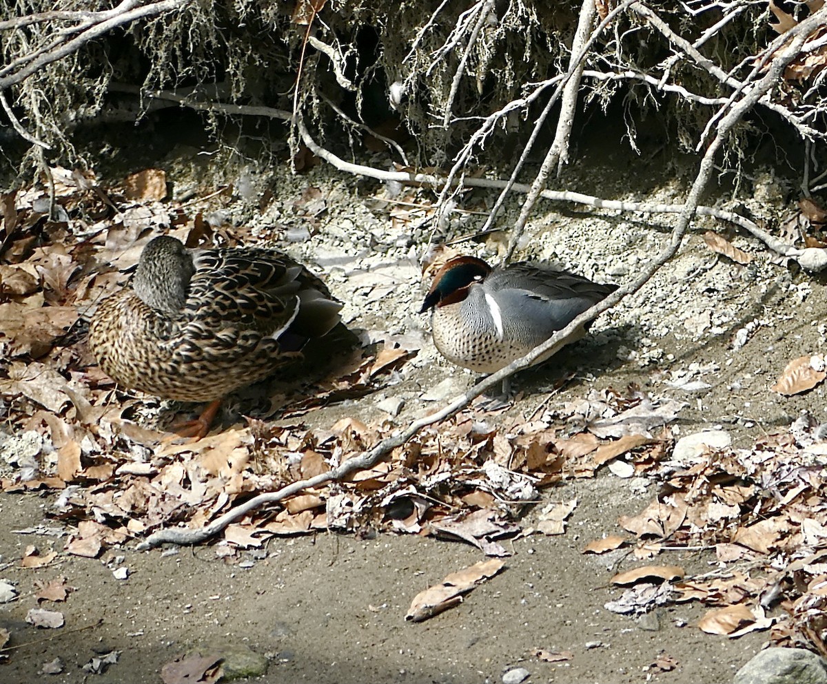 Green-winged Teal - ML315653021