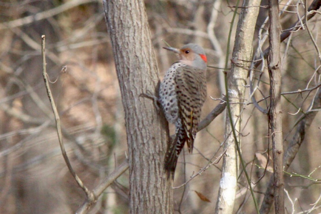 Northern Flicker - Mark Pellegri