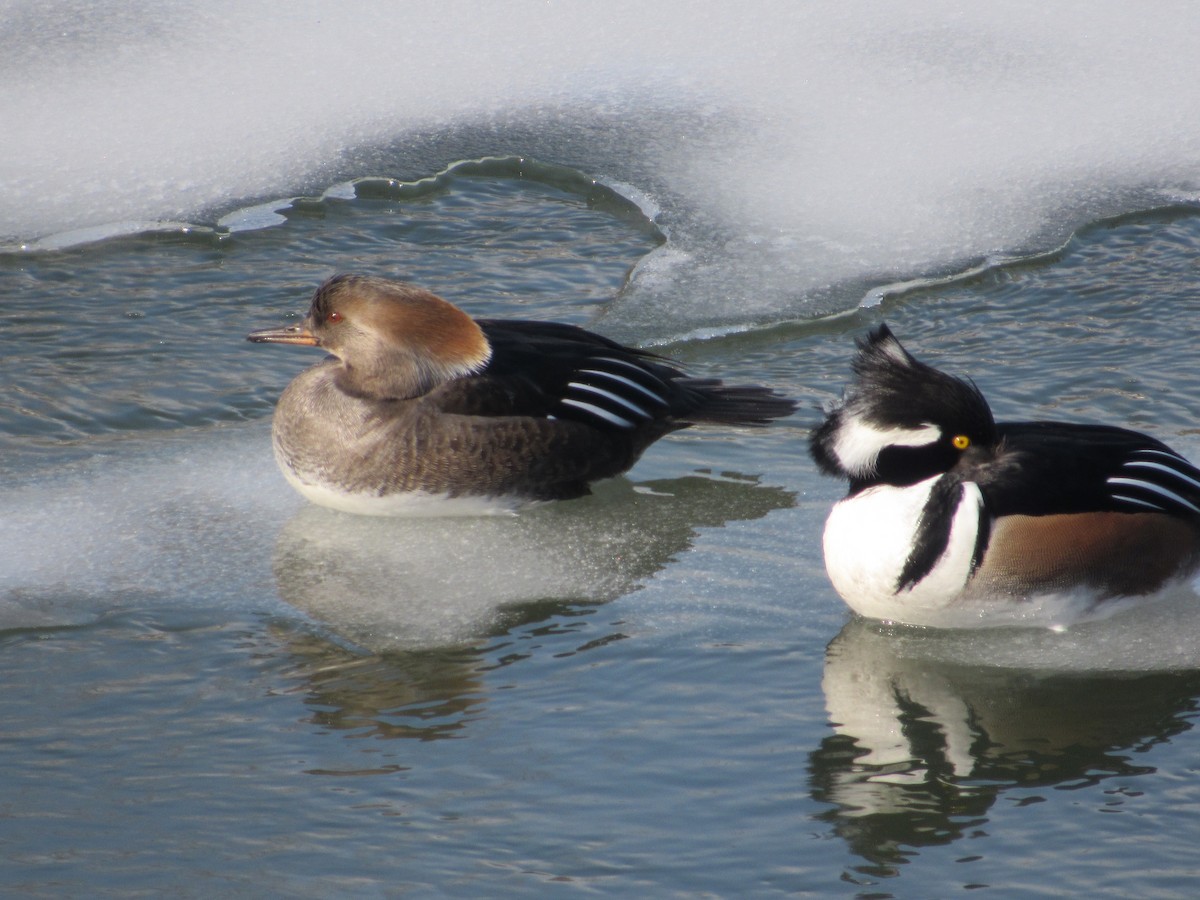 Hooded Merganser - ML315653631