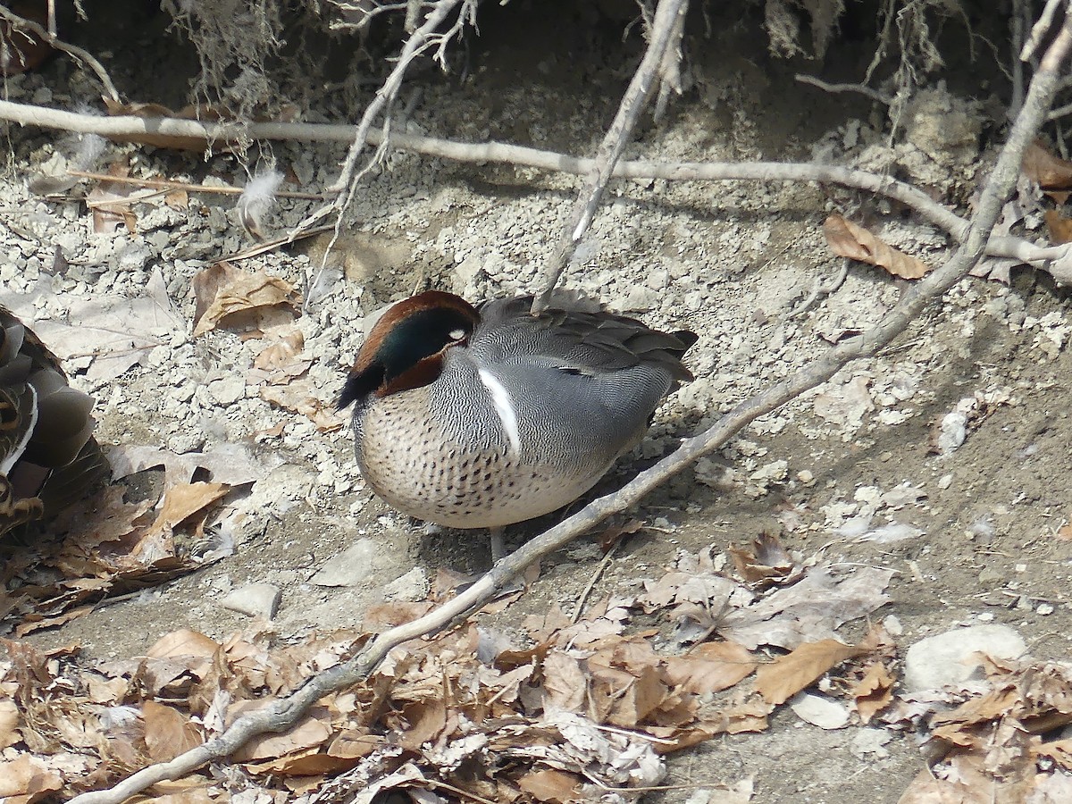 Green-winged Teal - ML315653801