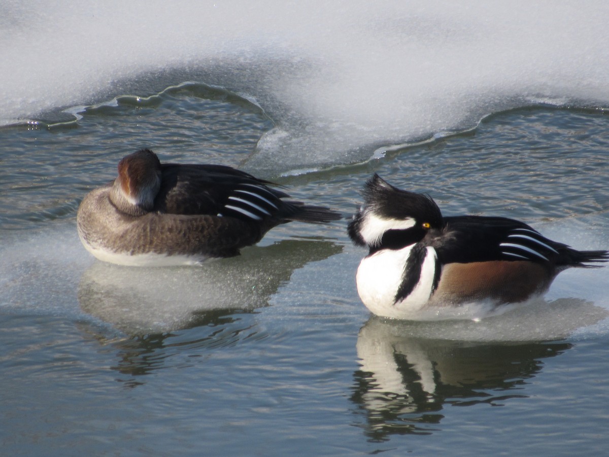 Hooded Merganser - ML315653911