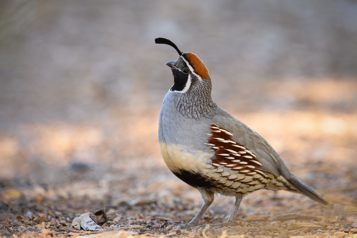 Gambel's Quail - Daniel Grossi