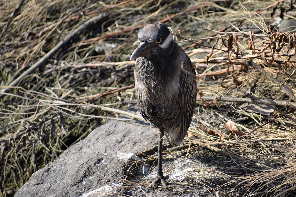 Yellow-crowned Night Heron - ML315654111