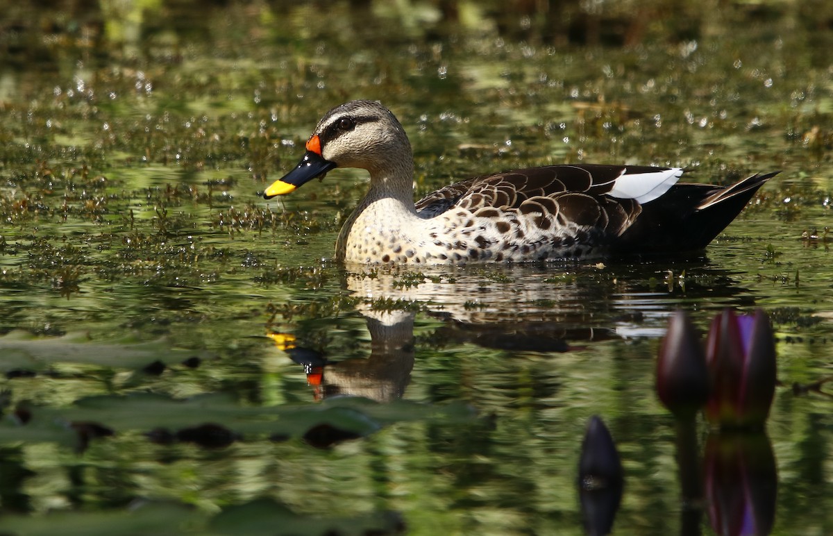 Indian Spot-billed Duck - Bhaarat Vyas