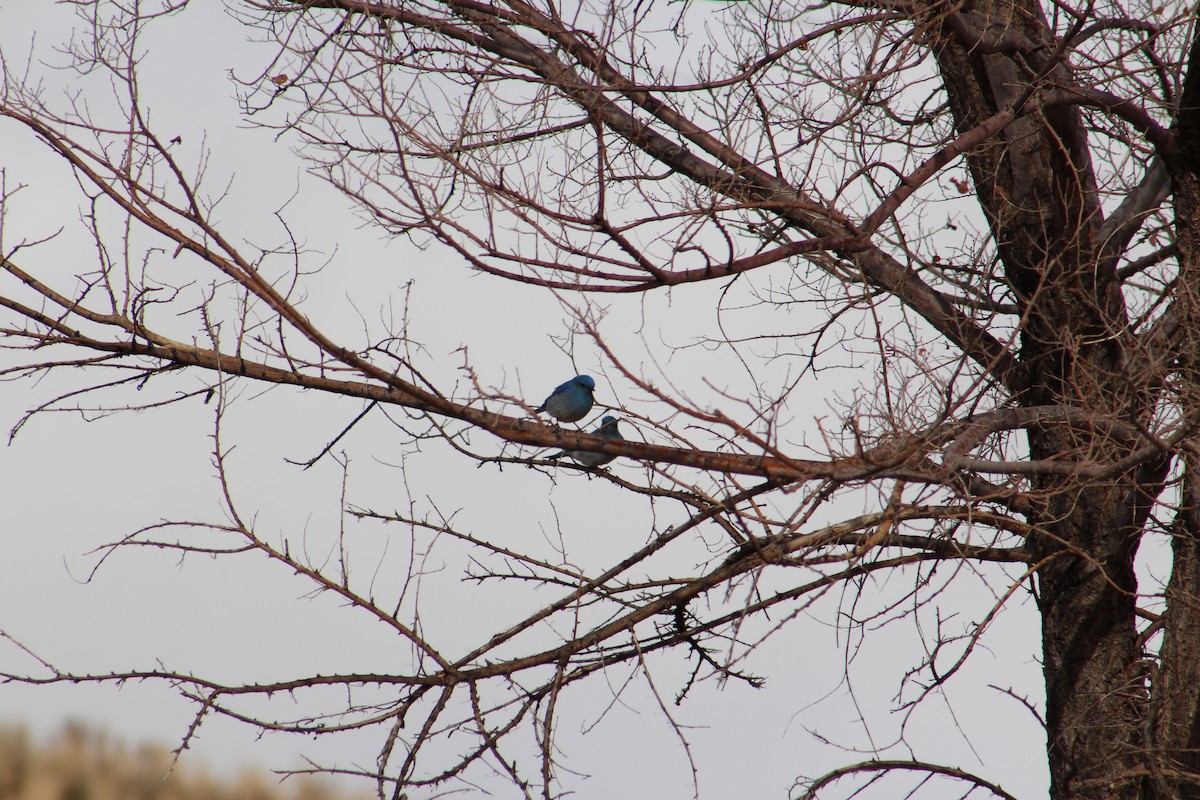 Mountain Bluebird - ML315654641