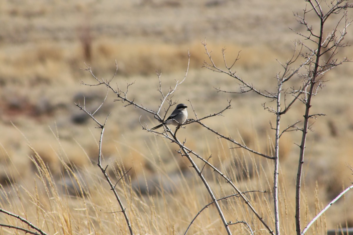 Loggerhead Shrike - ML315654821