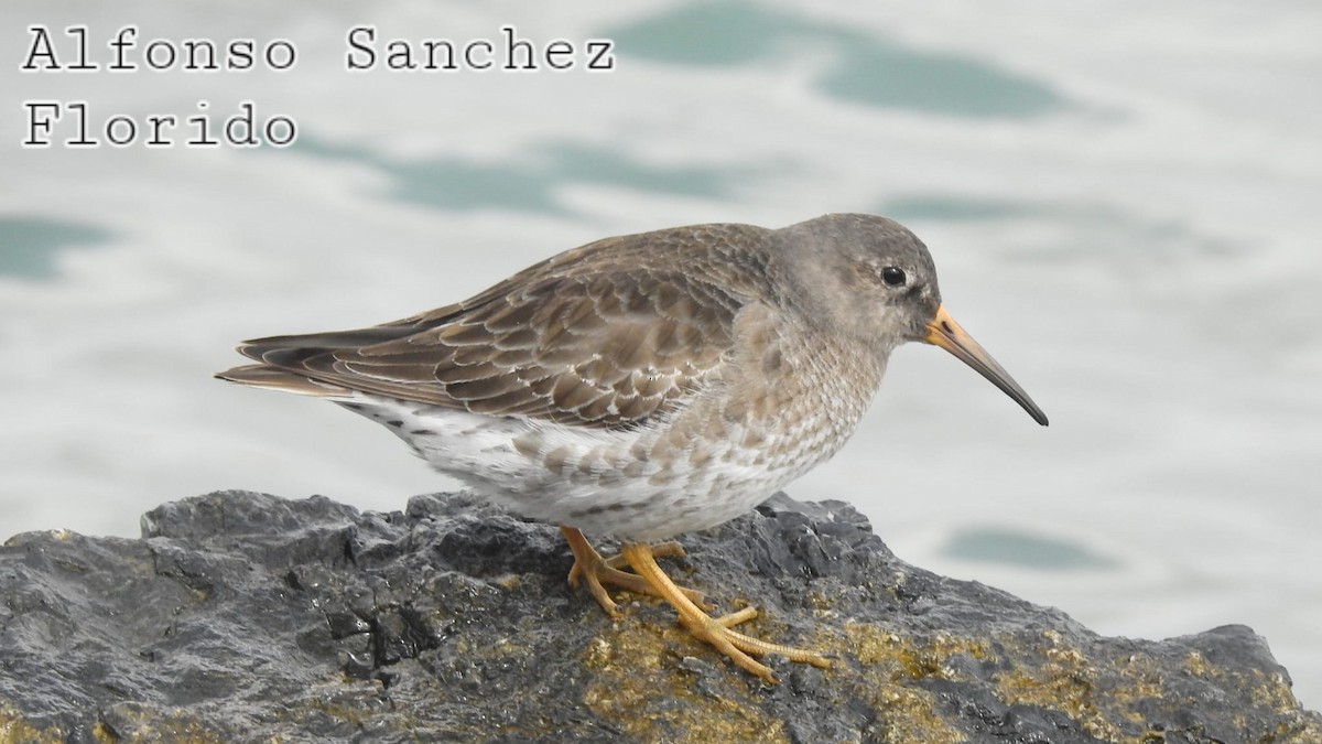 Purple Sandpiper - ML315655211