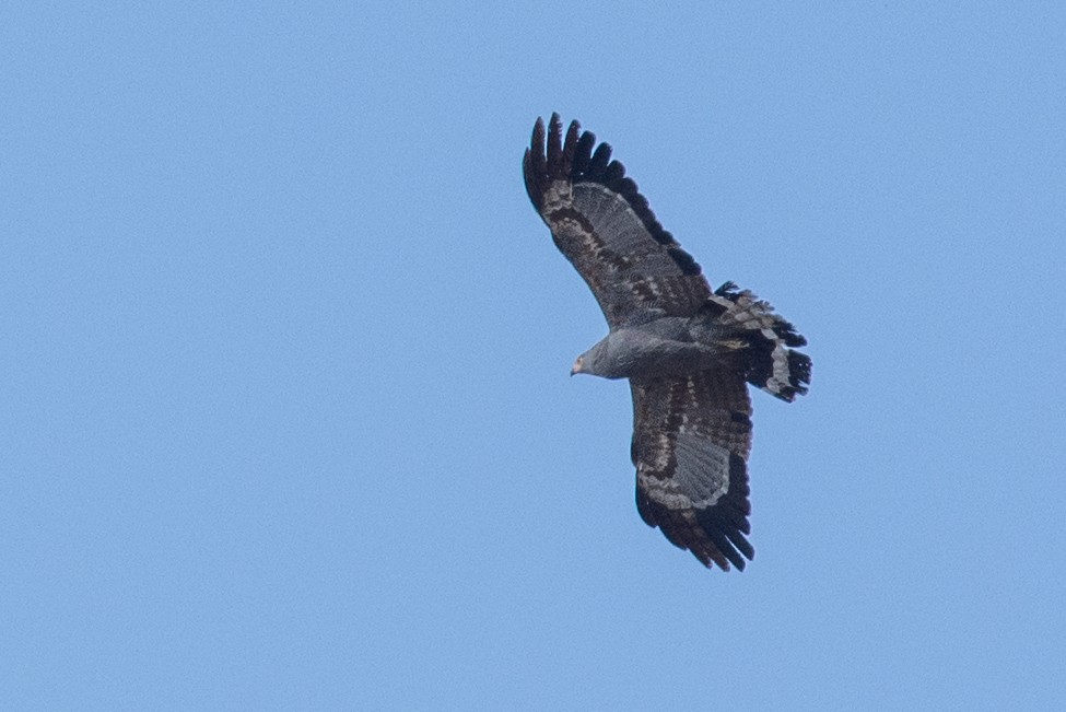 African Harrier-Hawk - ML315656321