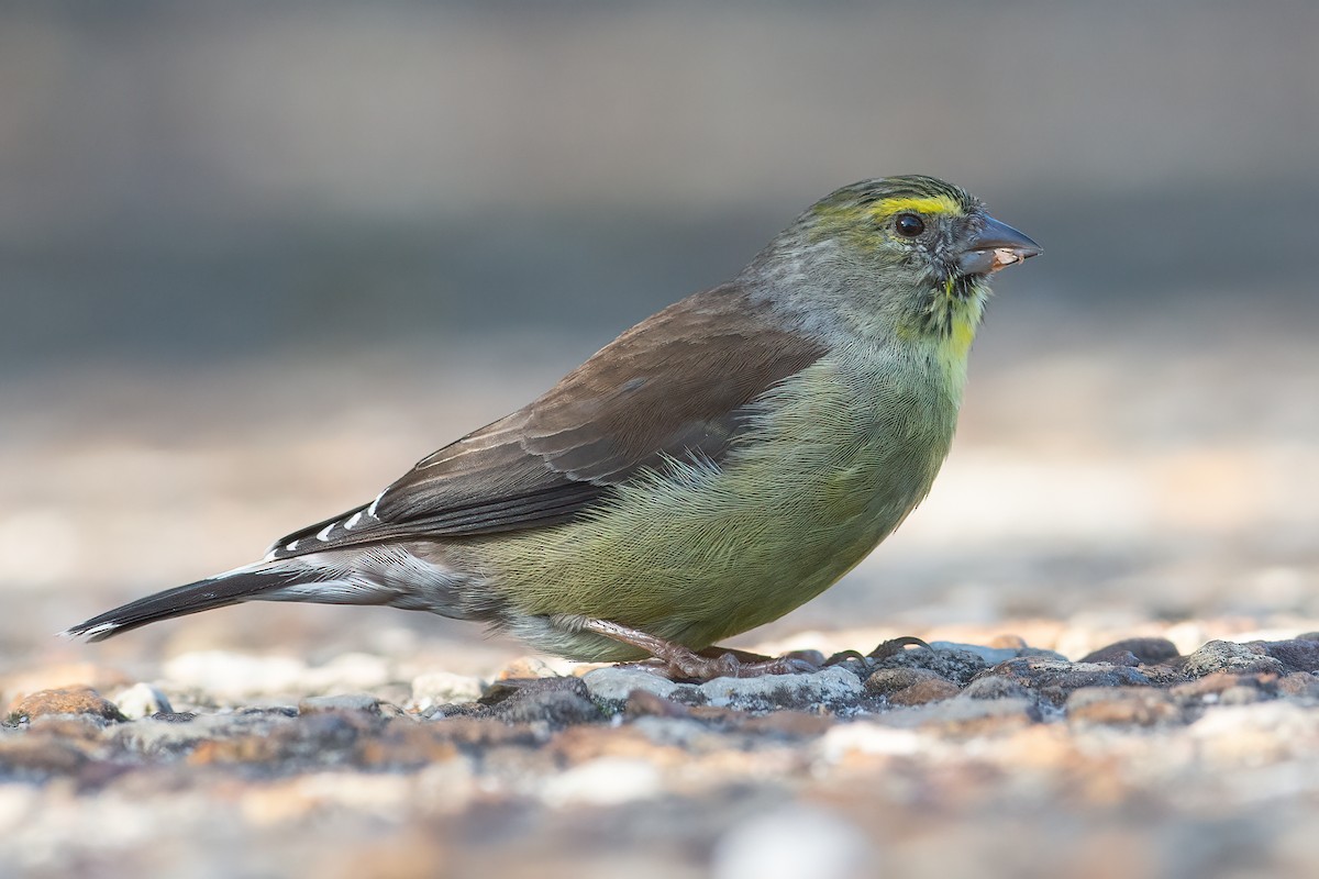 Cape Siskin - ML315656421