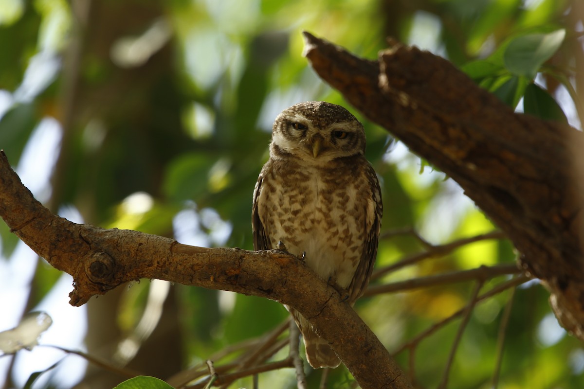 Spotted Owlet - Bhaarat Vyas