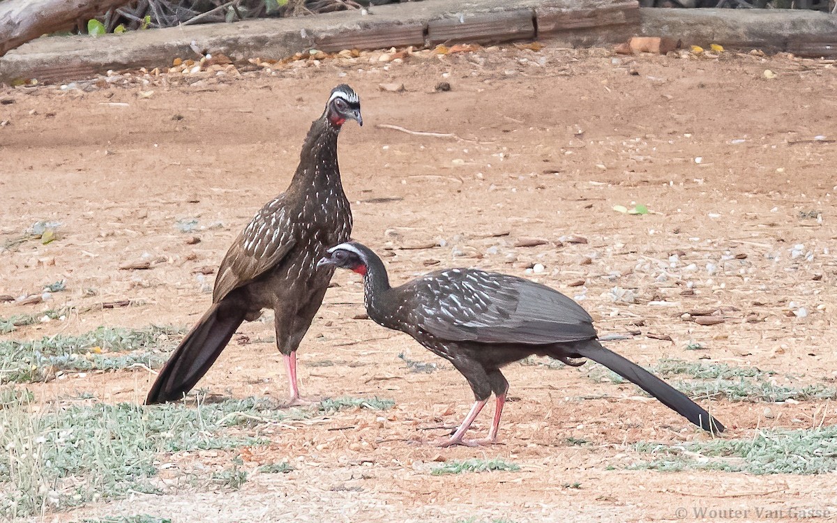 White-browed Guan - Wouter Van Gasse