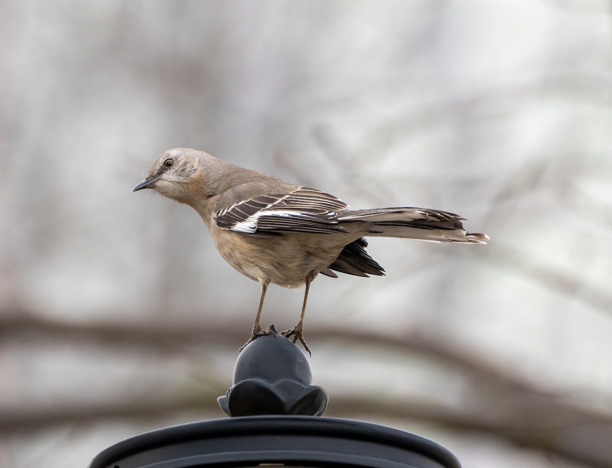 Northern Mockingbird - Scott Murphy