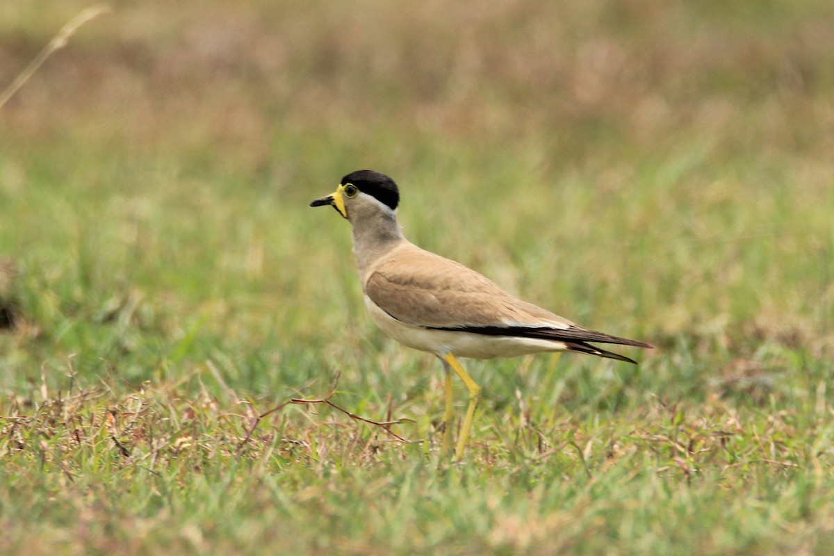 Yellow-wattled Lapwing - ML31565871