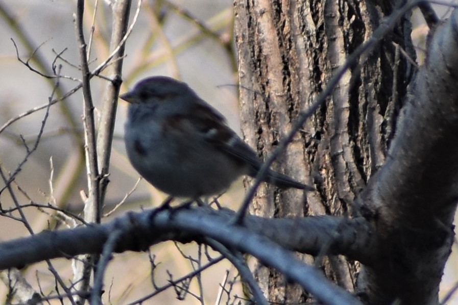 American Tree Sparrow - ML315658821