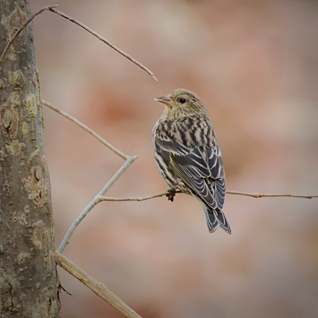 Pine Siskin - Dale Lambert