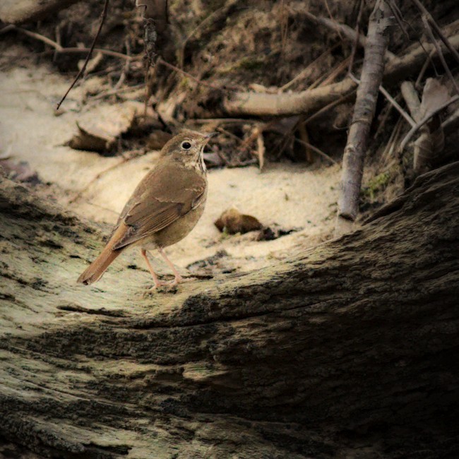 Hermit Thrush - Dale Lambert