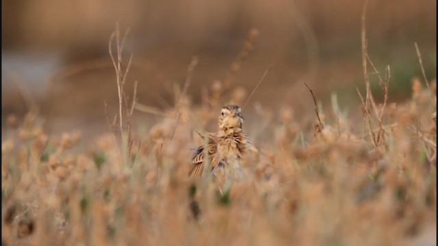 פפיון ערבות - ML315661671