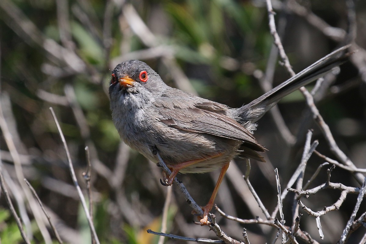 Balearic Warbler - Jan Andersson