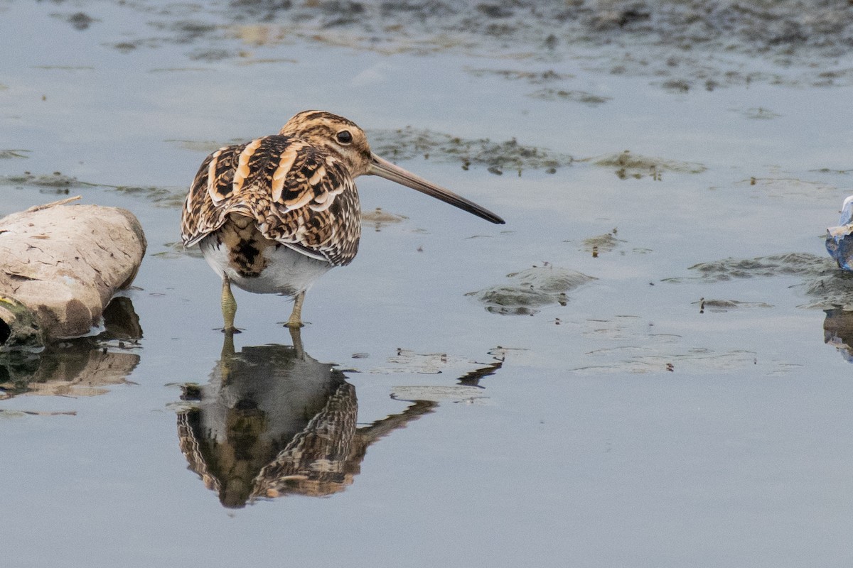 Common Snipe - ML315666091